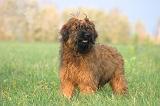 BRIARD 306